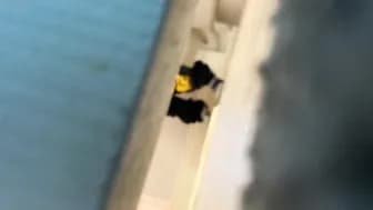 Spy Under Restroom Door