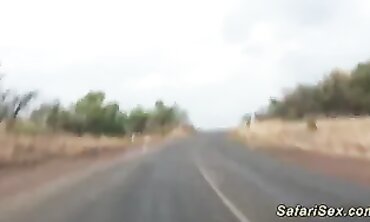Dark-Hued Safari Hump