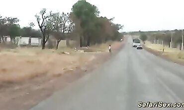 Dark-Hued Safari Hump