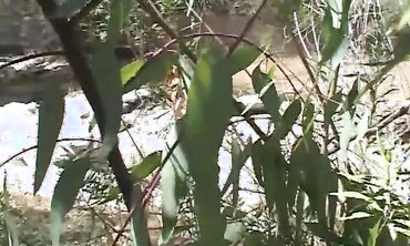 Sugary Lopez Likes Gobbling Cum