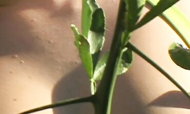 Widely Opened, One on One, Jism Drinking, Facial Cumshot Jizz Shot, Donk To Hatch, Anal Invasion