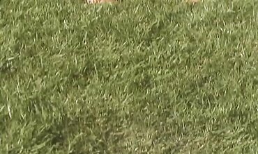 T.j. And Monique Having Lezzie Bang-Out On The Grass