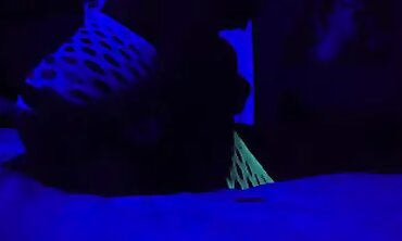 Honeypot Munched: Amateur MILF Lesbian Pussy Licking