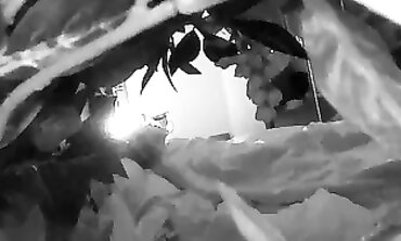 Secretly Recorded Brunette Masturbating With Vibrator