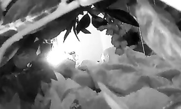 Secretly Recorded Brunette Masturbating With Vibrator