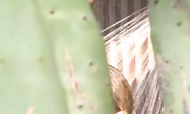Alexis Malone Is Wild For Outdoor Hump With A Inked Otter Boasting A Large Prick