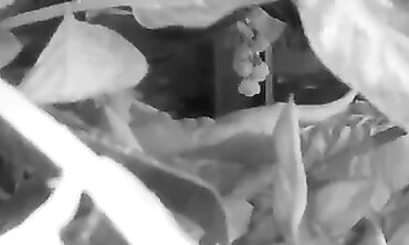 Watch My Fiancé Masturbate