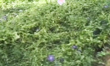 First Time Anal For A Sexually Curious Blonde Teen