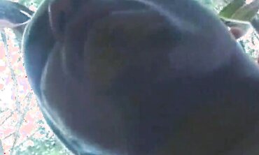 Dark Skin Thugs Gangbanging White Chicks" or "Interracial Orgy with Black Guys & Blonde Girls