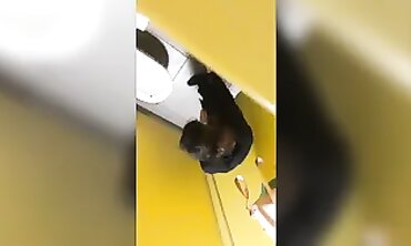 Teens piss at the douche hidden cam spy cam