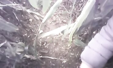 POV Amateur Handjob in the Field with a Massive Cumshot