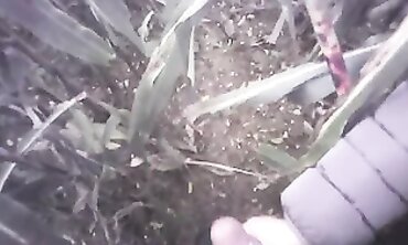 POV Amateur Handjob in the Field with a Massive Cumshot