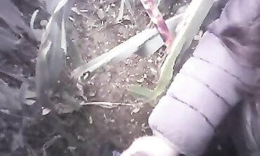 POV Amateur Handjob in the Field with a Massive Cumshot