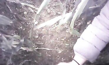 POV Amateur Handjob in the Field with a Massive Cumshot
