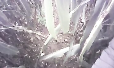 POV Amateur Handjob in the Field with a Massive Cumshot