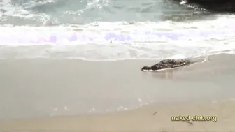 Naturists Gang Bare It All at Public Beaches