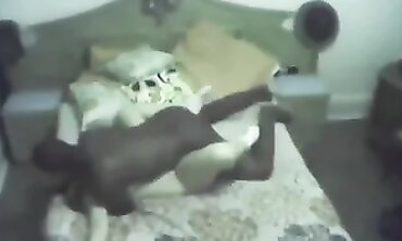 Step-Mom Cheats With A Black Stallion