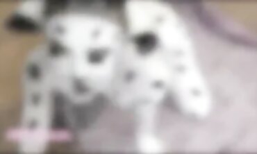 Super-Sexy Babe in Dalmatian Costume Gets Railed Hard