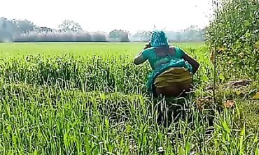 देहाती भौजी को गेहूँ के खेत मे रगड़ के चोदा